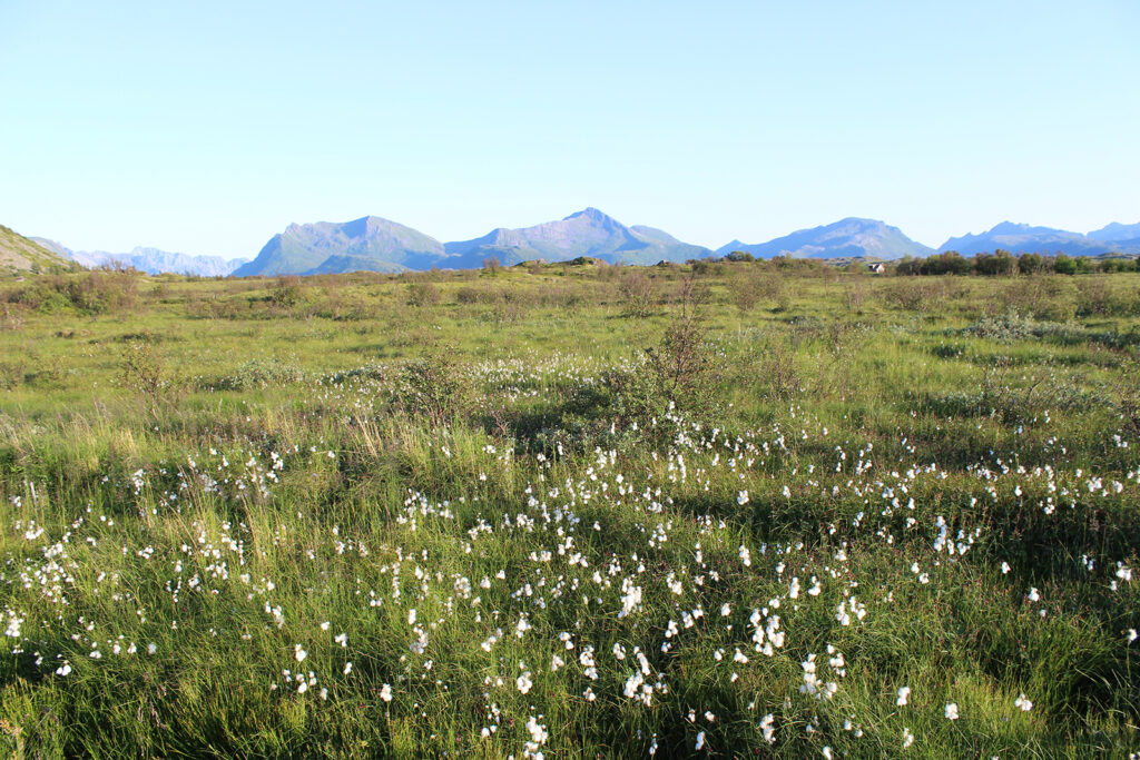 Meander-sletten